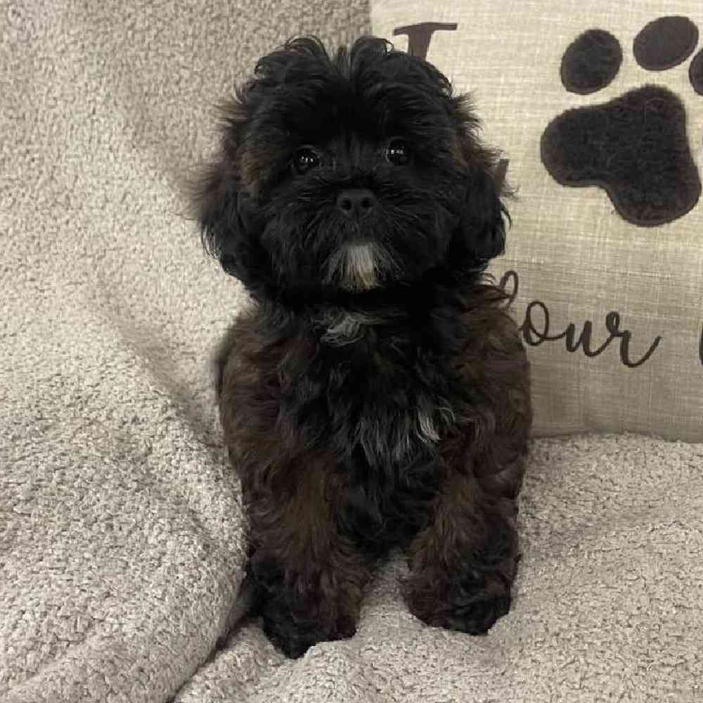 Image of a pet breed in the gallery