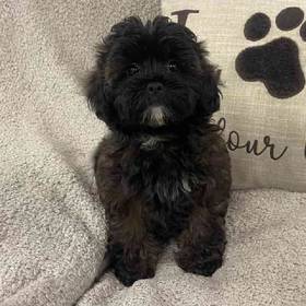 Shih-Poo