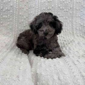 Mini Poodle