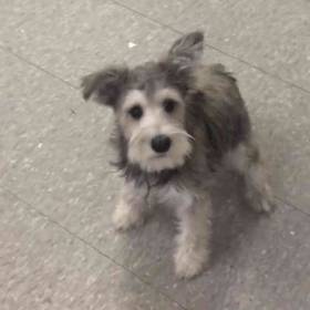 Mini Schnauzer