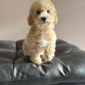 Bichon-Poo