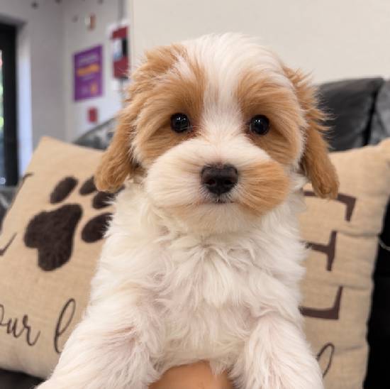 Maltipoo