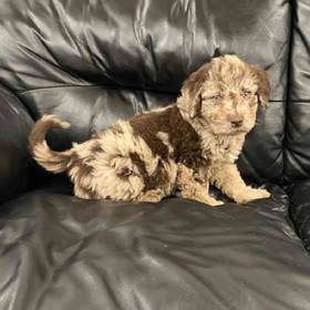 Mini Labradoodle