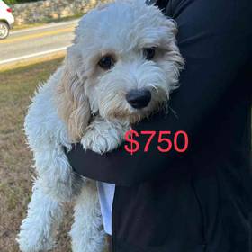 Cavachon