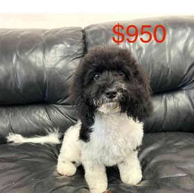 Cavapoo