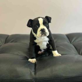 Shar Pei-Bulldog Mix