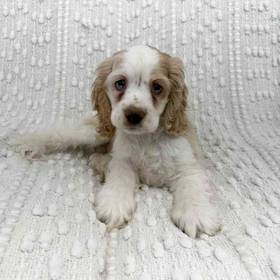 Cocker Spaniel