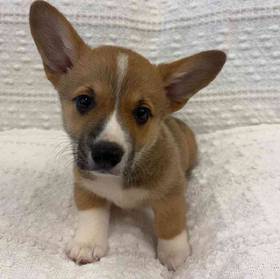 Pembroke Welsh Corgi