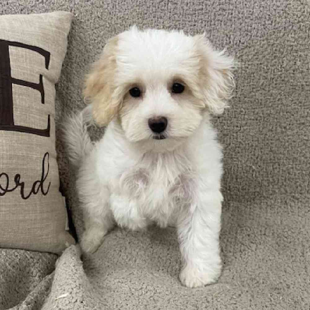Maltipoo Puppy for sale - Scituate RI
