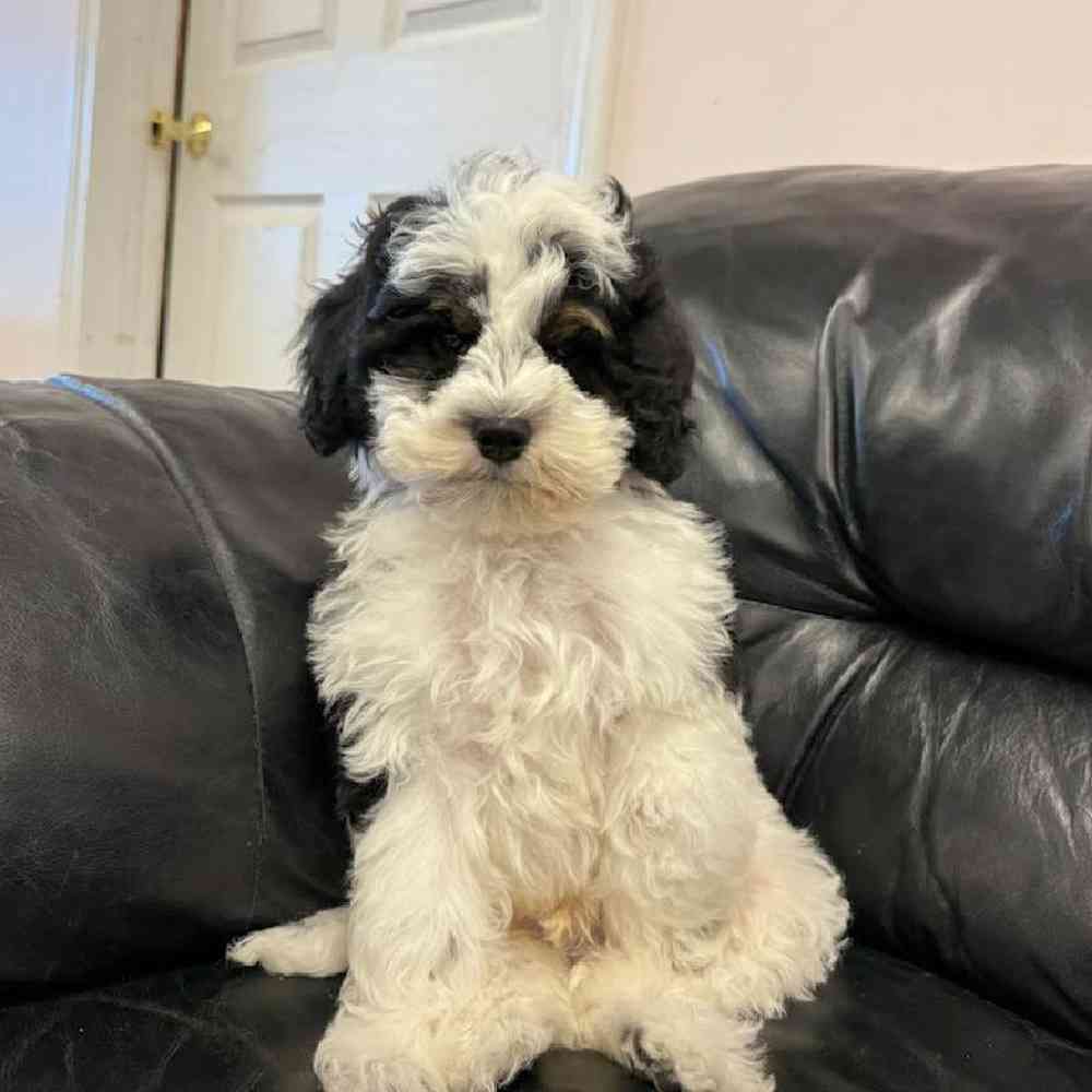 Image of a pet breed in the gallery