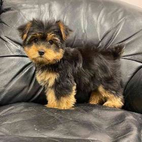 Yorkie