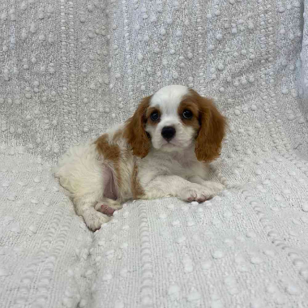 Image of a pet breed in the gallery