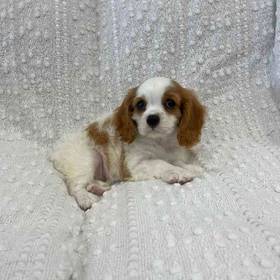 Cavalier King Charles Spaniel