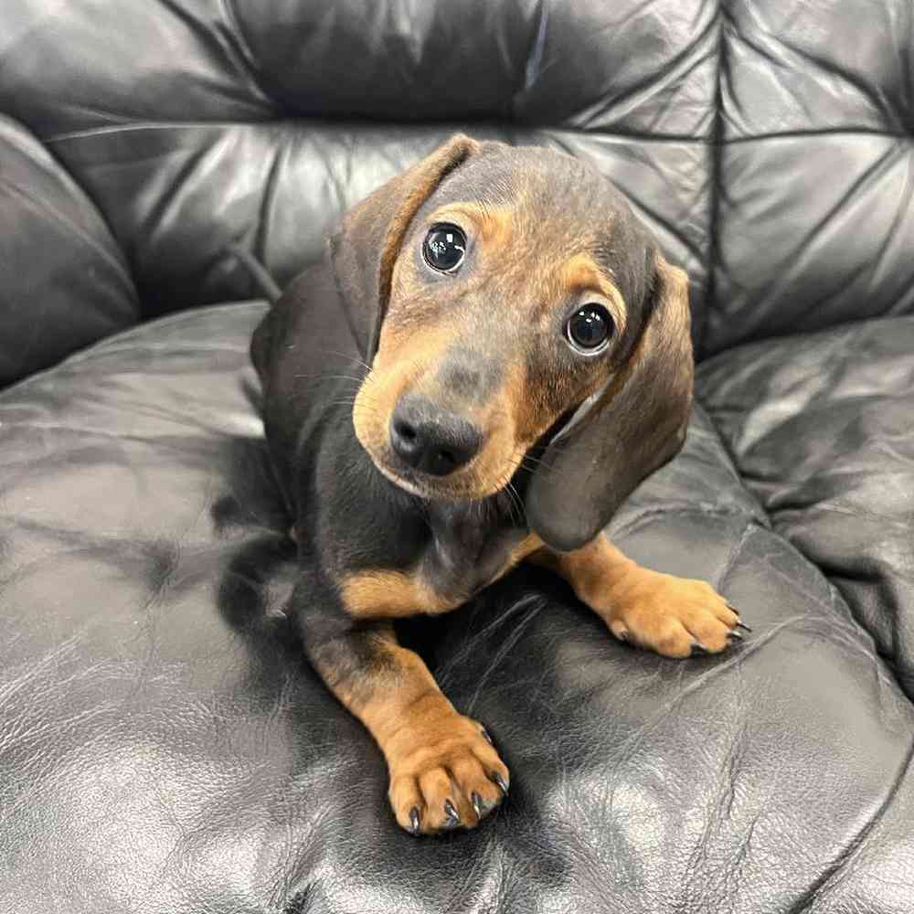 Dachshund Breeders  KC Registered Dachshund: Perfect Pooches