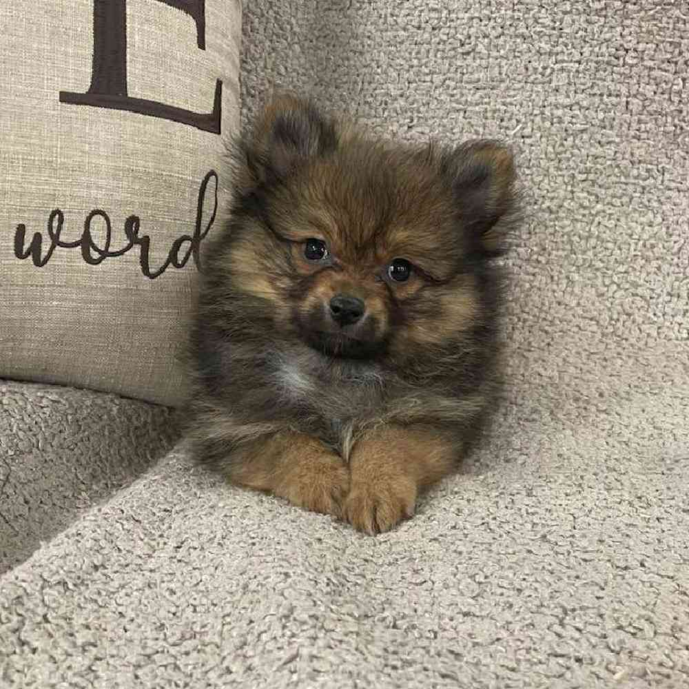carousel pet images