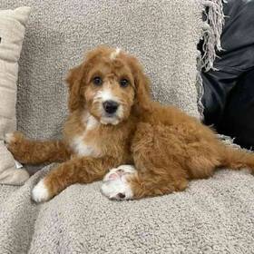 Mini Goldendoodle