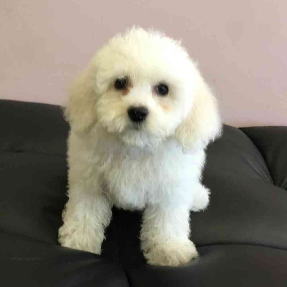 carousel pet images