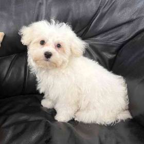 Maltese