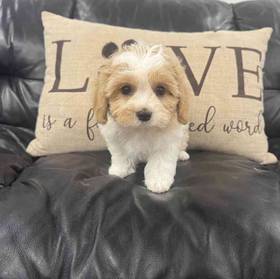 Cavachon
