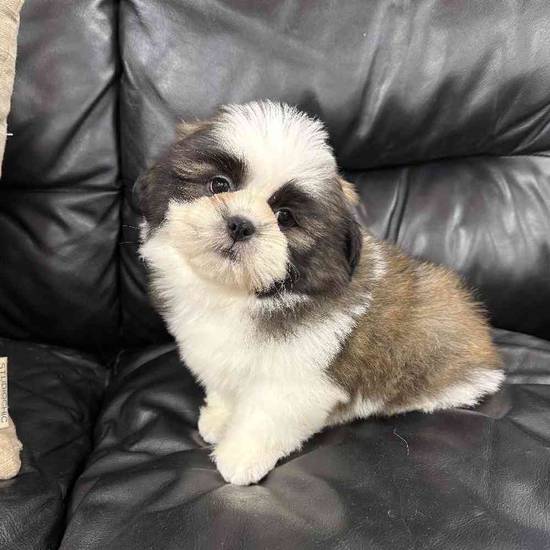 Shih Tzu