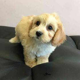 Cavachon