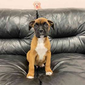 Boxer