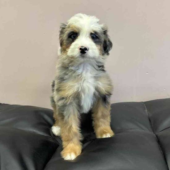 Mini  Bernedoodle