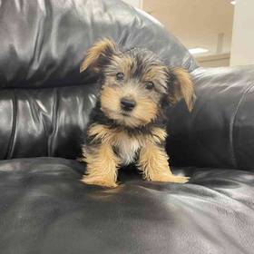 Yorkie