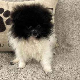 Pomeranian