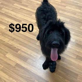 Labradoodle