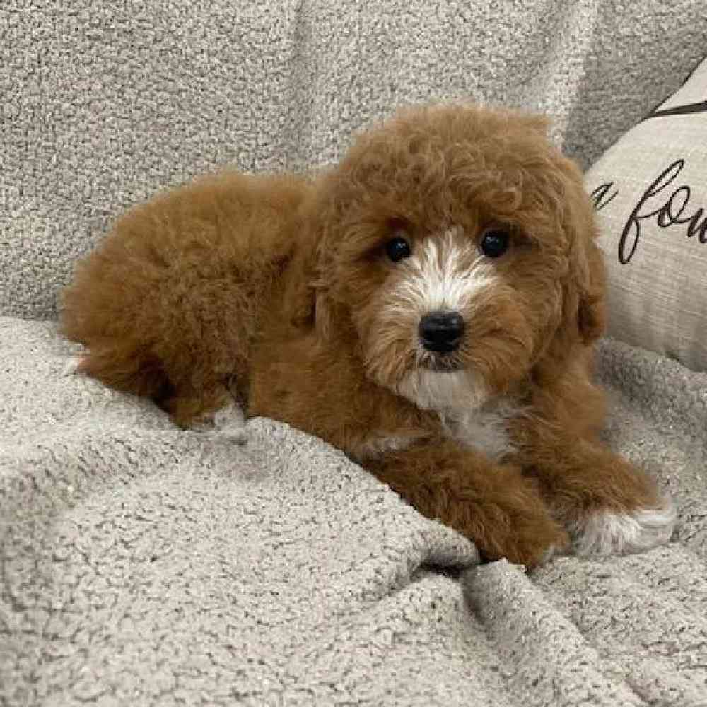 Image of a pet breed in the gallery