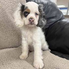 Cocker Spaniel