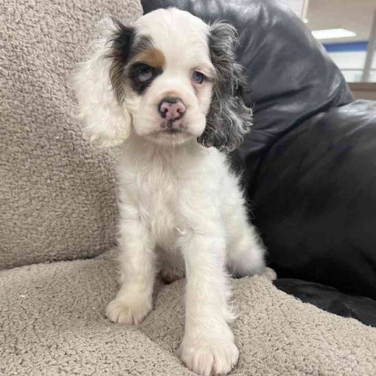 Cocker Spaniel