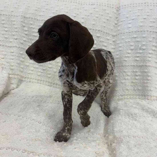 German Shorthaired Pointer