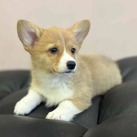 Pembroke Welsh Corgi