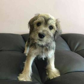 Mini Schnauzer