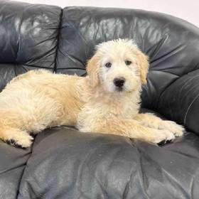 Labradoodle