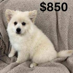 American Eskimo
