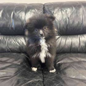 Eskipom Mix