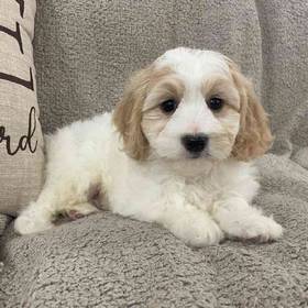Cavachon