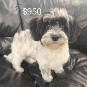 Shih-chon (Teddy Bear)