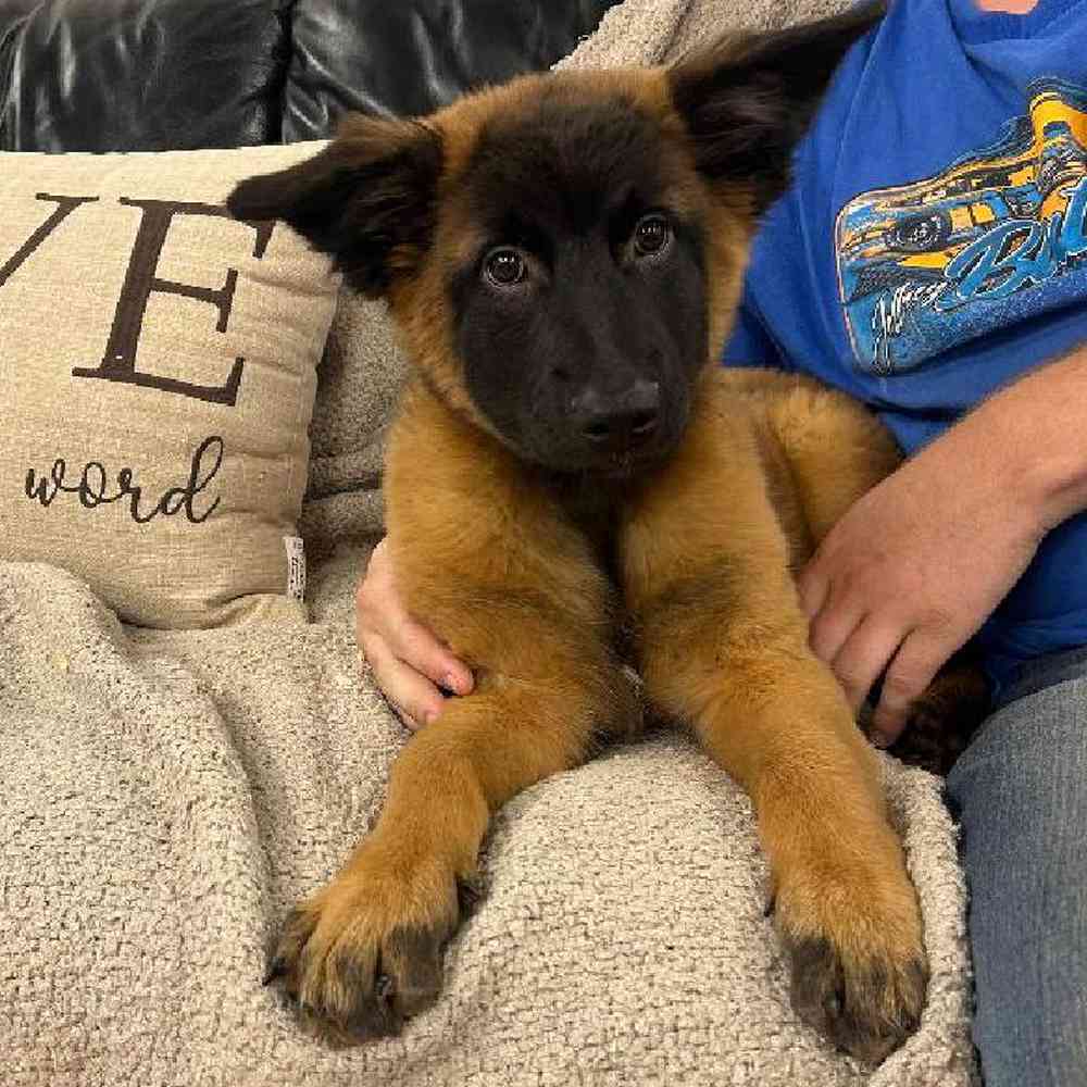 Belgian Malinois Mix Puppy for sale - Scituate RI, image size:1000x1000