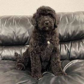 Labradoodle