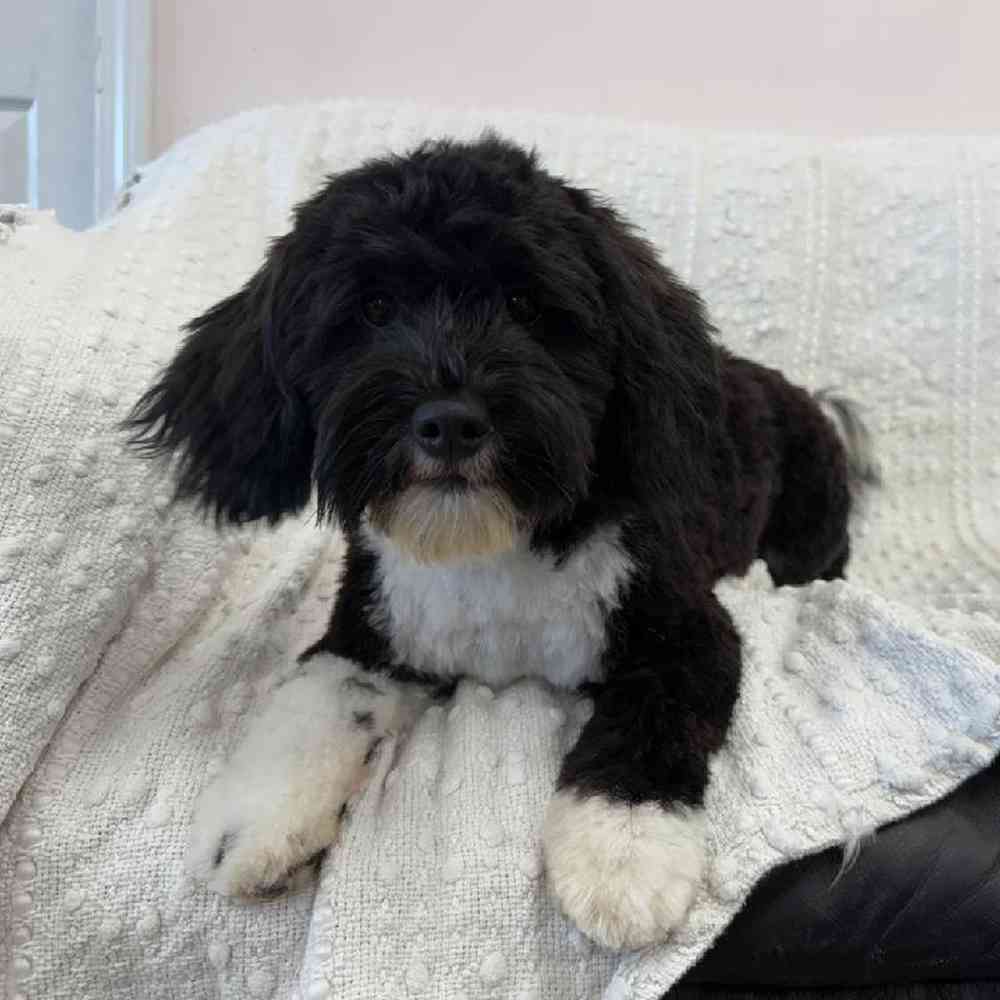 Image of a pet breed in the gallery