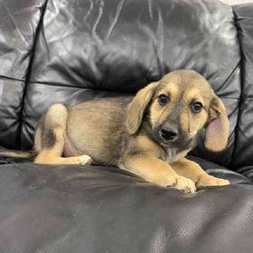 Beagle Mix