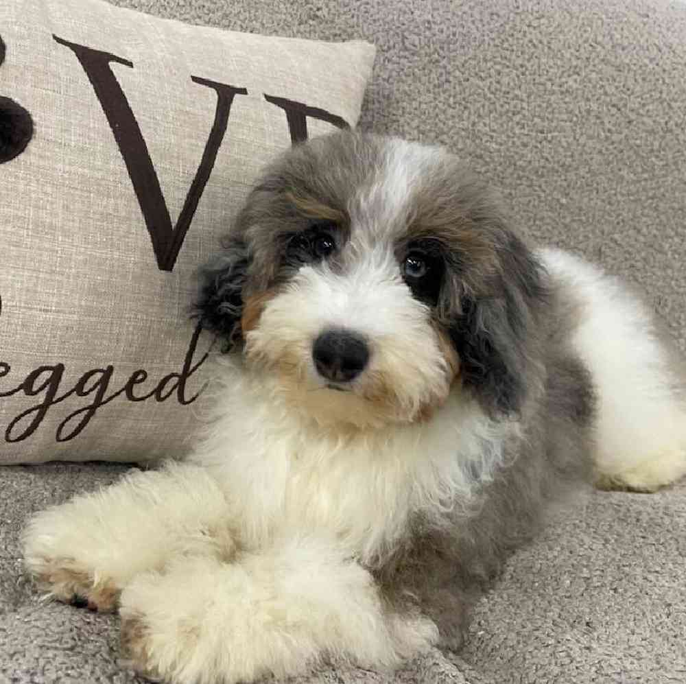 carousel pet images