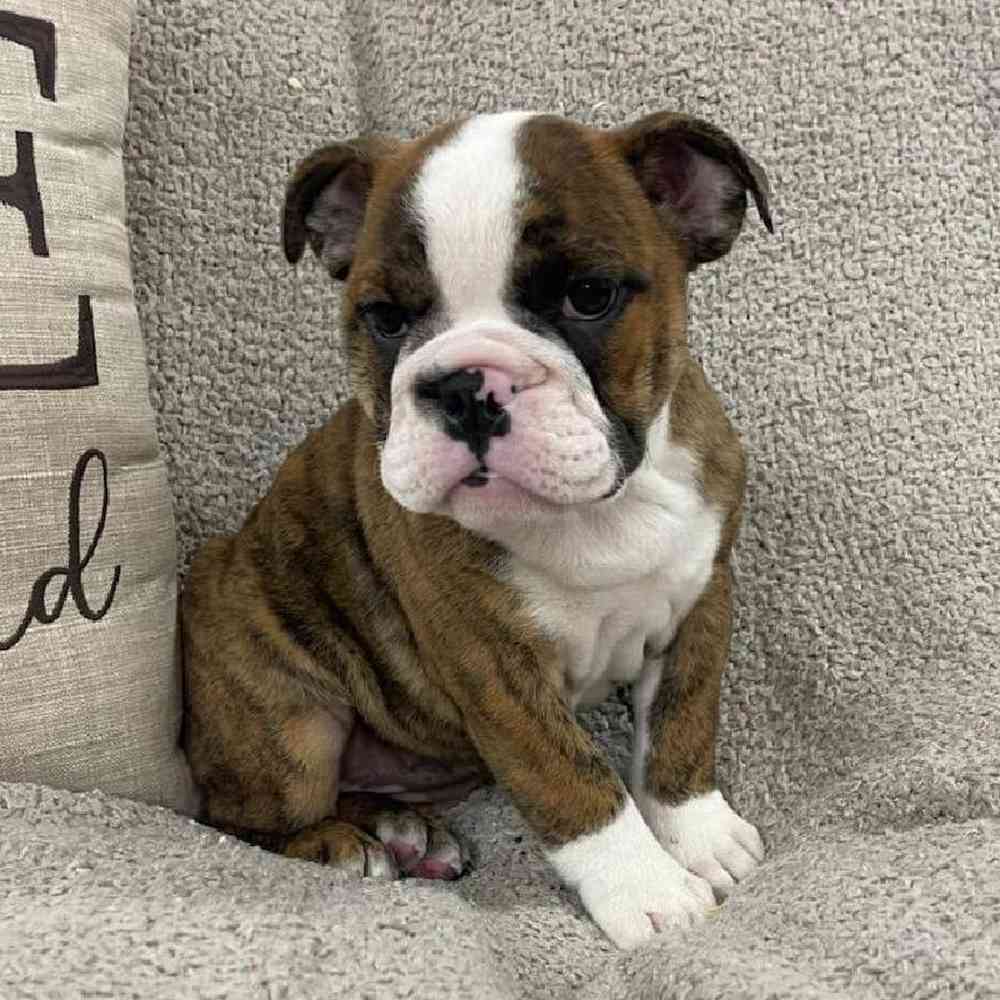 Image of a pet breed in the gallery