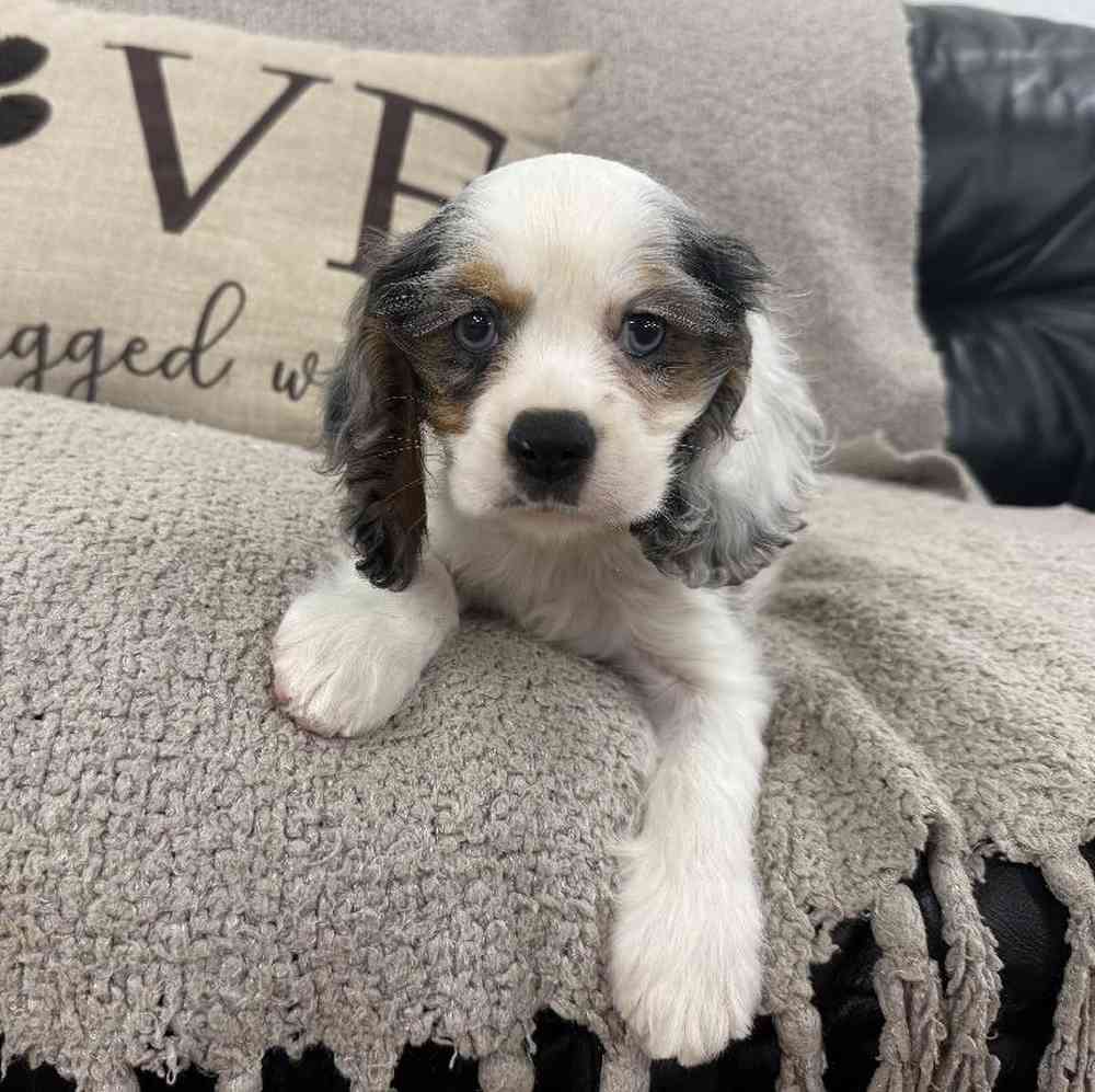 carousel pet images