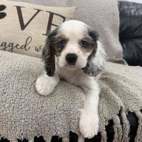 Cocker Spaniel