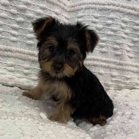 Yorkie